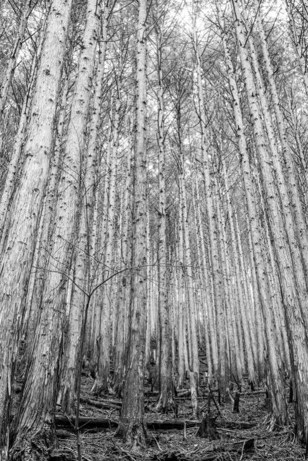Tall cedars